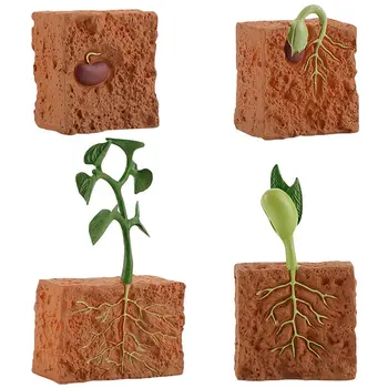 צמח מחזור הצמיחה מודל סימולציה של מפעל הזרע מחזור החיים של מודל יצירתי קישוט מדע צעצועים חינוכיים לילדים